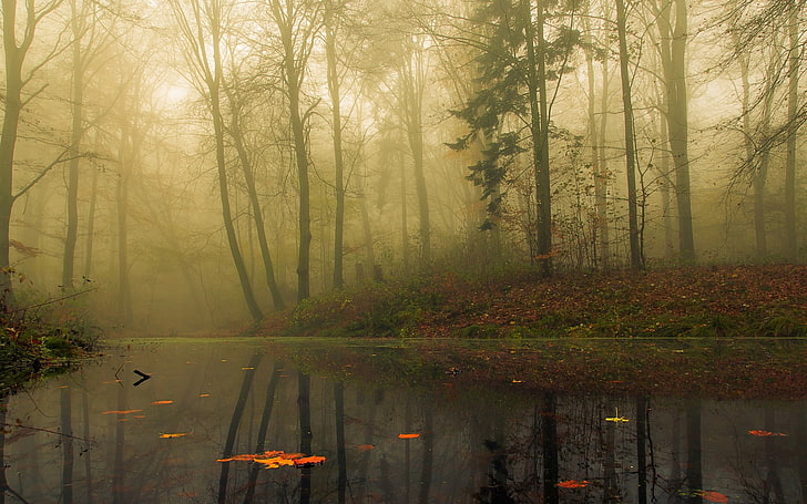 туманный лес, река окружена высокими деревьями в дневное время, природа, пейзаж, туман, лес, утро, деревья, листья, осень, вода, отражение, спокойствие, HD обои