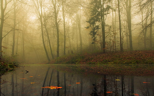 туманный лес, река окружена высокими деревьями в дневное время, природа, пейзаж, туман, лес, утро, деревья, листья, осень, вода, отражение, спокойствие, HD обои HD wallpaper