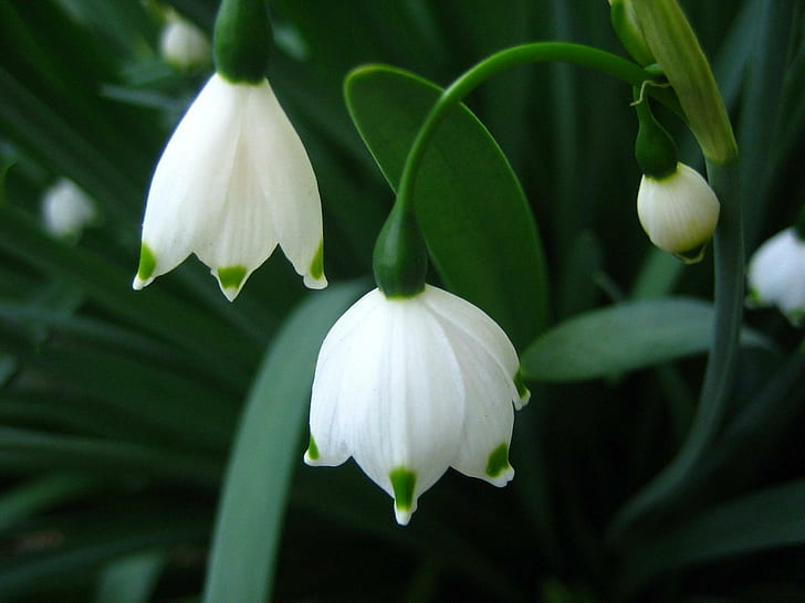 Bell-Schneeglöckchen, weiße Blumen, Frühling, Bell-Schneeglöckchen, Natur, niedlich, klein, Blumen, 3d und Zusammenfassung, HD-Hintergrundbild