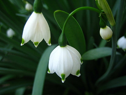 Bell-Schneeglöckchen, weiße Blumen, Frühling, Bell-Schneeglöckchen, Natur, niedlich, klein, Blumen, 3d und Zusammenfassung, HD-Hintergrundbild HD wallpaper