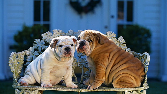 perro, raza de perro, bulldog inglés, bulldog, hocico, perros, bulldog inglés antiguo, Fondo de pantalla HD HD wallpaper