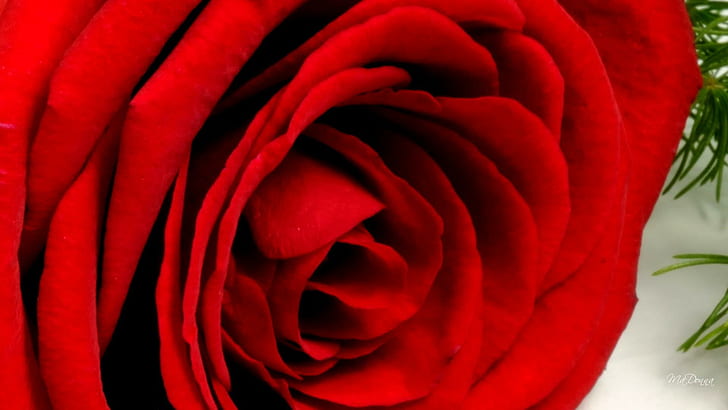Rose So Red, fleur, verano, flores, rosas, olor, primavera, perfume, fragante, valentine, amor, valentines da, Fondo de pantalla HD