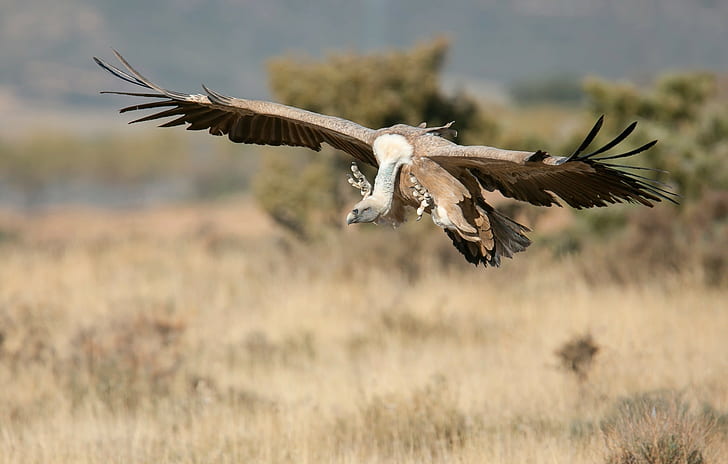 Vulture flight, brown and black bird, flight, vulture, wings, HD wallpaper
