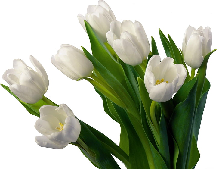 white tulip flowers, tulips, flowers, flowerbed, flower, white background, HD wallpaper