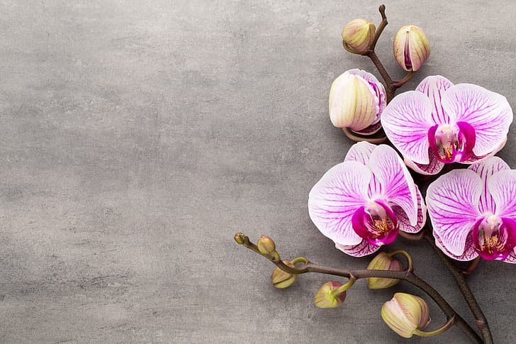 Orchid, pink, flowers, HD wallpaper