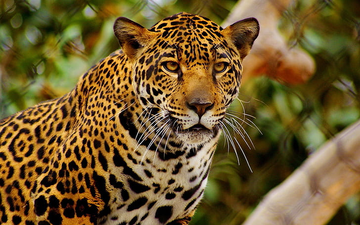 Jaguar jovem, onça-pintada, HD papel de parede