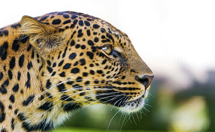 Big Cat Leopard Portrait Side View, cheetah, Animals, Wild, HD wallpaper