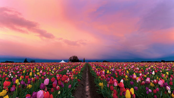 campo, flores, primavera, la noche, tulipanes, colorido, plantación, cielo rosado, campo de tulipanes, Fondo de pantalla HD