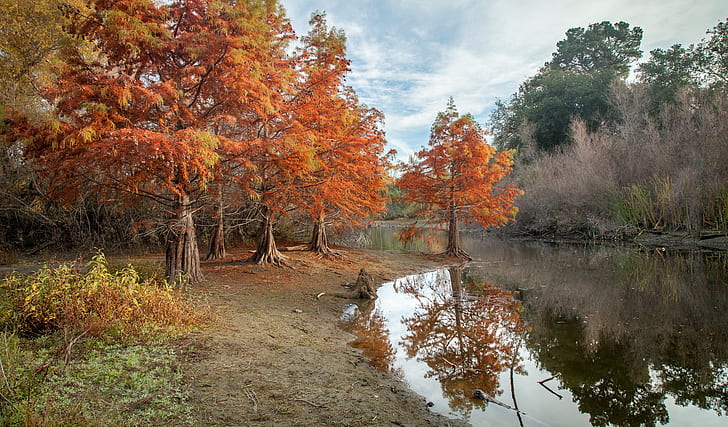 autumn, park, nature, pond, hd, trees, HD wallpaper