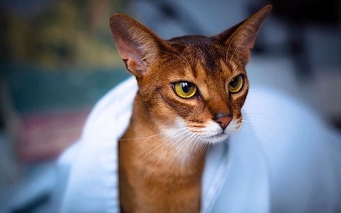 Abyssinian Cat in White Towel, Abyssinian, beautiful, feline, วอลล์เปเปอร์ HD HD wallpaper
