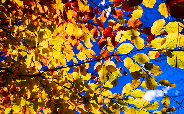 Blue Sky, Yellow Leaves, Tree Branches, Autumn, Seasons, Autumn, Yellow, Leaves, London, England, Fall, foliage, Colour, greaterlondon, unitedkingdom, bluesky, rotherhithe, HD wallpaper