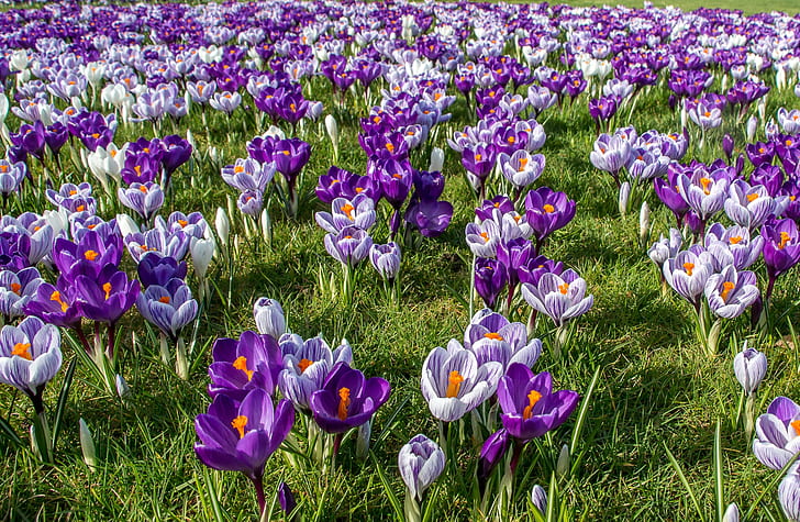 spring, crocuses, saffron, HD wallpaper