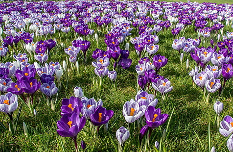 Frühling, Krokusse, Safran, HD-Hintergrundbild HD wallpaper
