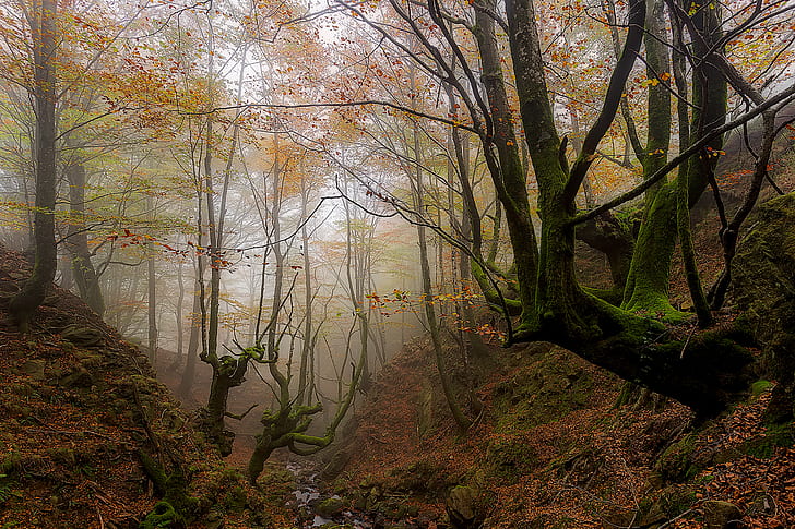 autumn, forest, trees, fog, the ravine, Spain, Basque Country, HD wallpaper