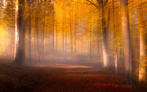 кленови листни дървета, снимка отблизо на кафяво дърво, природа, пейзаж, есен, листа, гора, мъгла, пътека, дървета, слънчева светлина, жълто, червено, HD тапет HD wallpaper