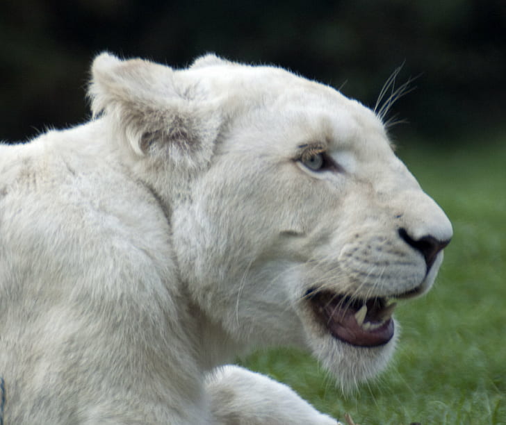 สิงโตนอนอยู่บนทุ่งหญ้าสิงโตขาวสิงโตหญ้าสนามสัตว์แมวตัวใหญ่สิงโตขาว Panthera leo krugeri แมวสิงโต - แมวสัตว์ป่าเลี้ยงลูกด้วยนมสัตว์กินเนื้อธรรมชาติสัตว์ในป่าสัตว์และสัตว์เลี้ยง แมวที่ไม่ได้ผสมพันธุ์, วอลล์เปเปอร์ HD