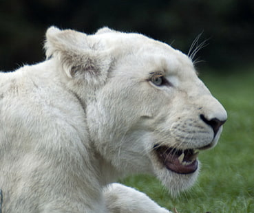 Lwica leżąca na trawie, biały lew, lwica, trawa, pole, zwierzę, duży kot, biały lew, Panthera leo krugeri, koty, lew - koci, dzika przyroda, ssak, mięsożerne, natura, dzikie zwierzęta, zwierzęta i zwierzęta domowe, nieudomowiony Cat, Tapety HD HD wallpaper