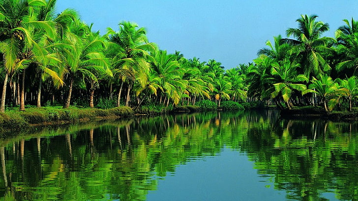 Индия, Азия, лес, река, небо, банк, Керала, Алаппужа, тропики, пальмовый лес, пальма, дерево, зеленый, вода, природа, отражение, озеро, пальма, пальмы, HD обои