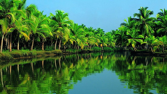 india, asia, forest, river, sky, bank, kerala, alappuzha, tropics, palm forest, palm, tree, green, water, nature, reflection, lake, palm tree, palms, HD wallpaper HD wallpaper