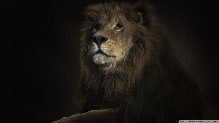 Lion HD, animals, lion, HD wallpaper