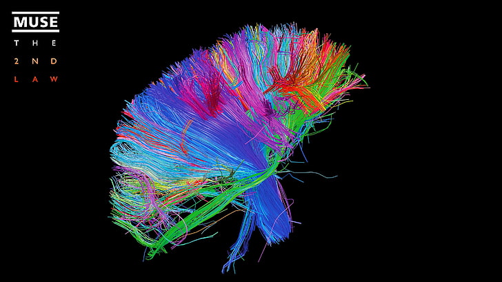 textil azul y multicolor, cerebro, neuronas, musa, Fondo de pantalla HD