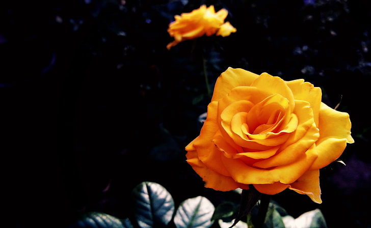 Yellow Blossom II, two orange flowers, Aero, Black, Yellow, Roses, HD wallpaper