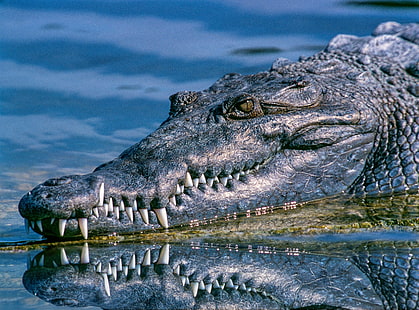 alligator, HD wallpaper HD wallpaper