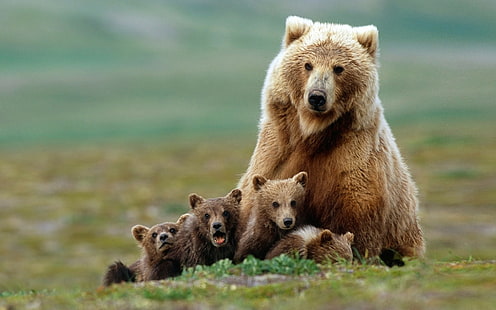 djur, björnar, baby djur, natur, Grizzly Bears, fält, gräs, skärpedjup, HD tapet HD wallpaper