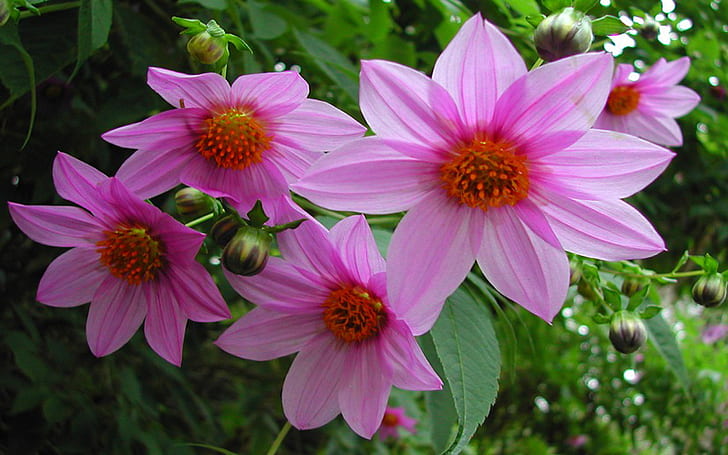 Wood Dahlia Dahlia Tenuicaulis Grows To 15 Feet Tall, With A Dramatic Purple Pink Flower Desktop Hd Wallpapers For Mobile Phones And Pc 2560×1600, HD wallpaper