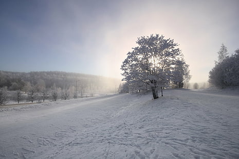 snow-covered tree, Winter, Glow, snow, covered, tree, Finland, Europe, Scandinavia, northern, Nordic, photography, outdoor, landscape, scene, scenario, composition, cold, sun, sunlight, ice, frost, Canon EOS 1000D, Sigma, 20mm, natural, nature, light, lighting, digital, haze, fog, mist, glare, forest, trees, north, Suomi, Travel, Planet, photo, day, pic, best of, mystical, atmosphere, mood, ambience, cold - Temperature, season, outdoors, white, weather, non-Urban Scene, frozen, scenics, rural Scene, HD wallpaper HD wallpaper