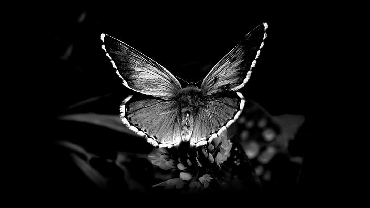 蝶の写真モノクロ黒背景1920x1080動物蝶HDアート、写真、蝶、 HDデスクトップの壁紙