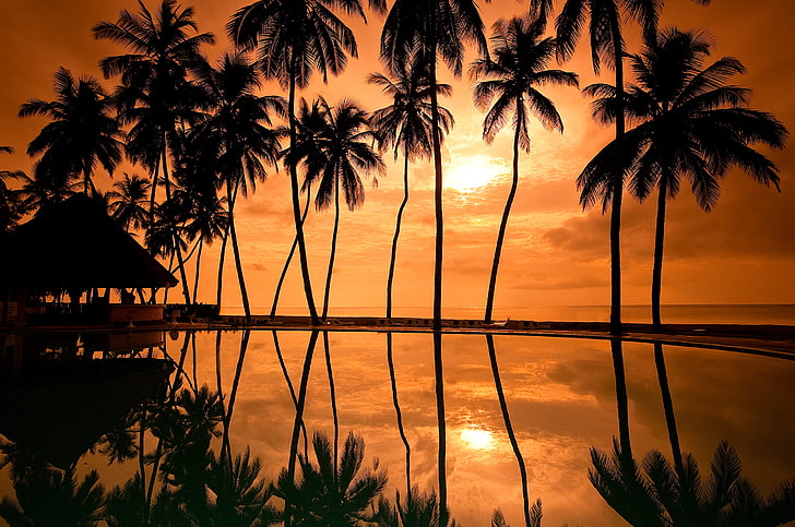 coconut trees, the sky, the sun, sunset, palm trees, the evening, house, Bungalow, Hawaii, resorts, HD wallpaper