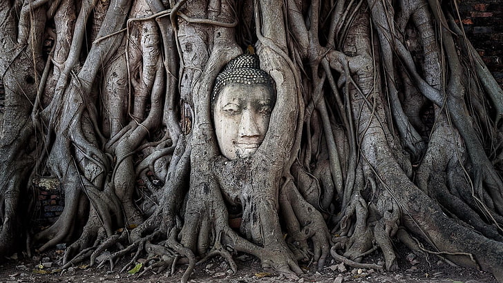 buddha, tree, thailand, asia, woody plant, plant, root, trunk, temple, branch, forest, woodland, ayutthaya, ayutthaya historical park, banyan tree, HD wallpaper