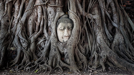 buddha, tree, thailand, asia, woody plant, plant, root, trunk, temple, branch, forest, woodland, ayutthaya, ayutthaya historical park, banyan tree, HD wallpaper HD wallpaper