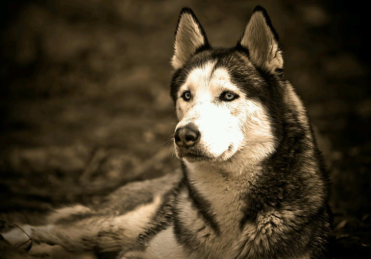 Siberian Husky, mata biru, binatang, anjing, Wallpaper HD