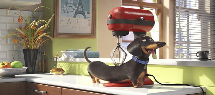 red stand mixer, apple, cinema, Paris, dog, cup, cartoon, fruit, movie, window, animal, book, film, mixer, wheat, massage, curtain, kitchen, oil, comedy, collar, frame, olive oil, countertop, 2016, graphic animation, The Secret Life of Pets, pyrex, Dachshund, Official wallpaper, HD wallpaper
