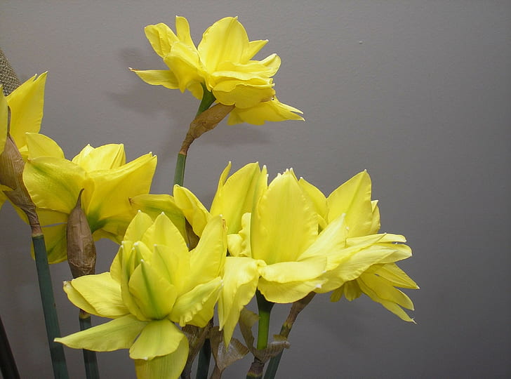 Narcisos, Flores, Flor, Primavera, Pared, Fondo de pantalla HD