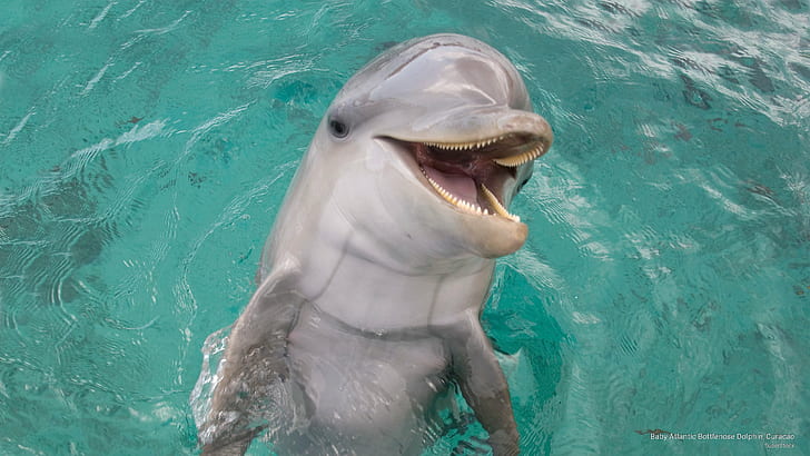 Baby Atlantic Bottlenose Dolphin, Curacao, Ocean Life, Wallpaper HD