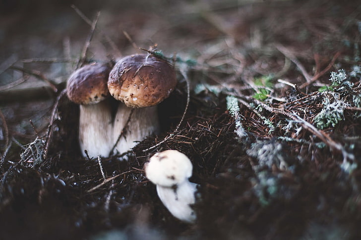 two brown mushrooms, white and brown mushroom selective focus photography, macro, mushroom, nature, closeup, tilt shift, blurred, HD wallpaper
