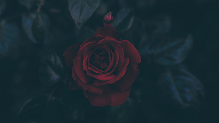 มืด, ดอกไม้, ใบไม้, กลีบ, ดอกไม้สีแดง, กุหลาบ, วอลล์เปเปอร์ HD