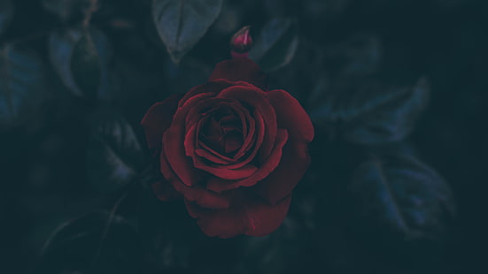 Темно, цветы, листья, лепестки, красные цветы, роза, HD обои HD wallpaper
