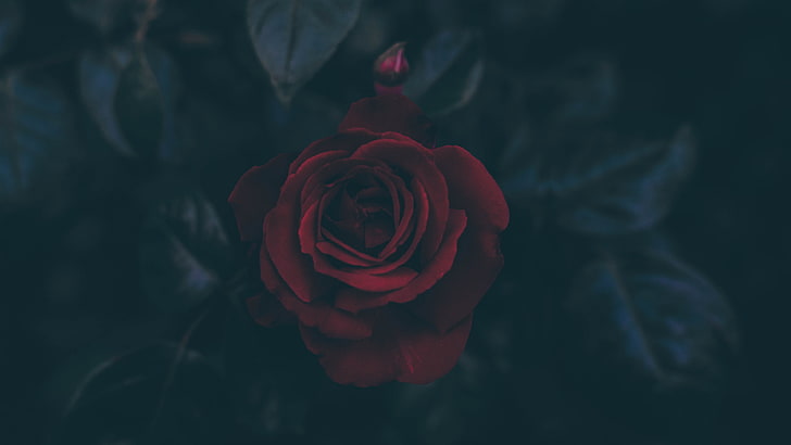 Dark red rose wallpaper