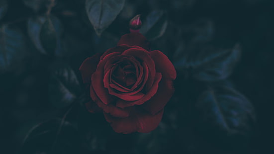 赤いバラの壁紙、赤いバラのイラスト、花、赤い花、バラ、葉、暗い、花びら、 HDデスクトップの壁紙 HD wallpaper
