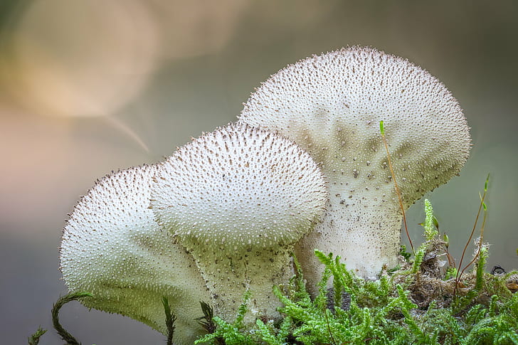мелкофокусная фотография из трех белых грибов, puffball, puffball, Common puffball, мелкий фокус, фотография, белая, lycoperdon perlatum, Lycoperdon perlatum, шампиньоны, Canon EOS 6D, Pilz, грибы, лес, гриб, гриб, макро, микология, природа,растение, крупный план, ядовито, рост, свежесть, HD обои