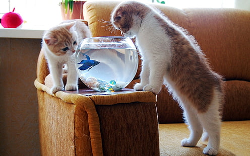 прозрачный стеклянный аквариум, животные, кошка, золотая рыбка, аквариумы, HD обои HD wallpaper