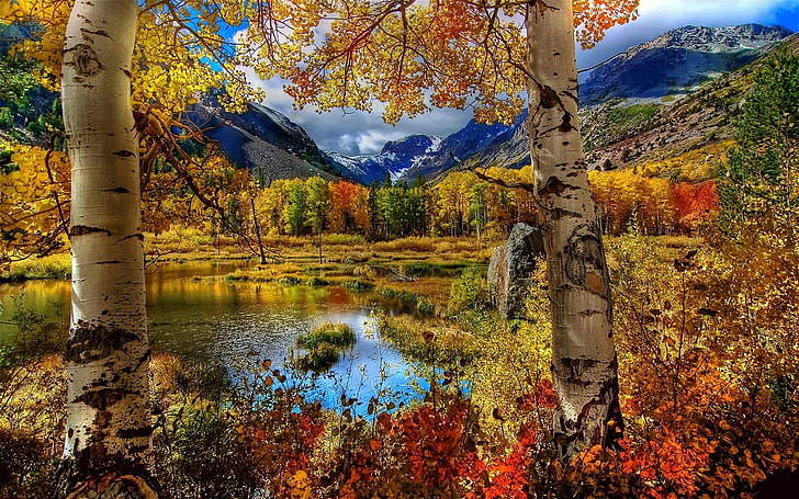 gelbe und rote Laubbäume, Natur, Herbst, Landschaft, Bäume, Berge, HD-Hintergrundbild