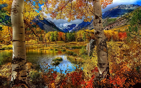 árvores de folha amarela e vermelha, natureza, outono, paisagem, árvores, montanhas, HD papel de parede HD wallpaper