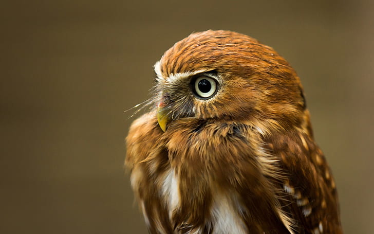 Close-up of the little owl, Little, Owl, HD wallpaper