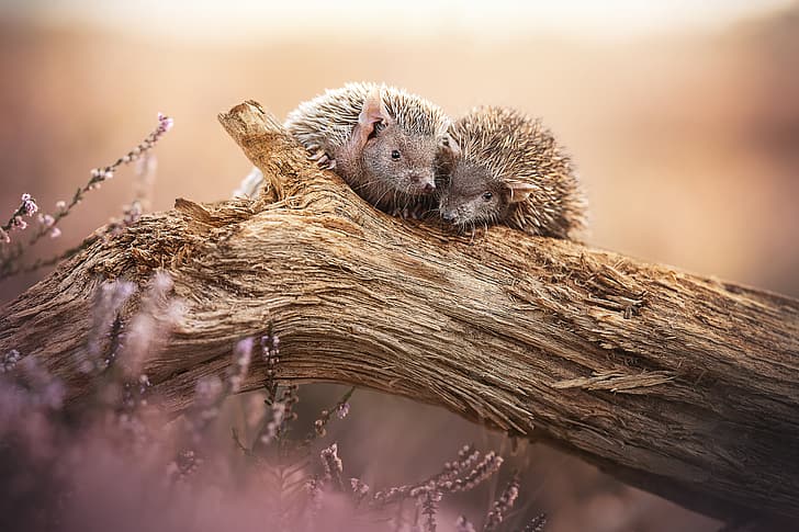 background, snag, a couple, hedgehogs, Heather, два ёжика, HD wallpaper