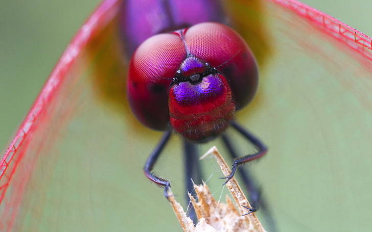 Odonata, cânone, canoneos1dmarkiv, close-up, libélulas, verde, insetos, macro, fotografia, vermelho, cingapura, singaporebotanicgardens, HD papel de parede